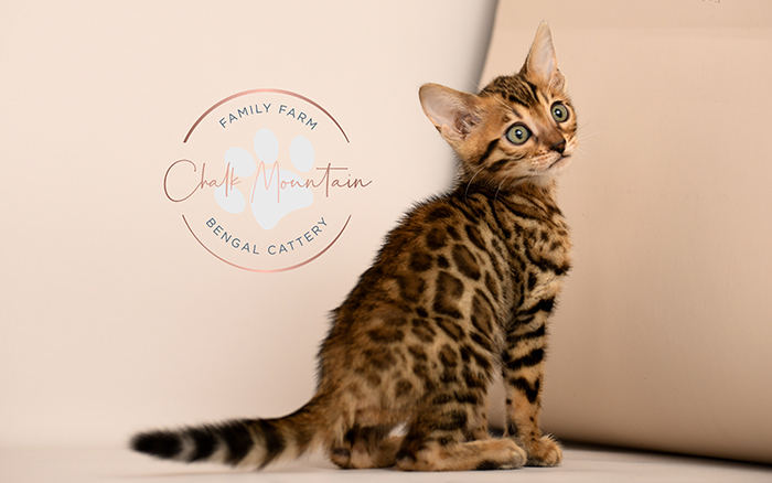 Bengal kitten for sale